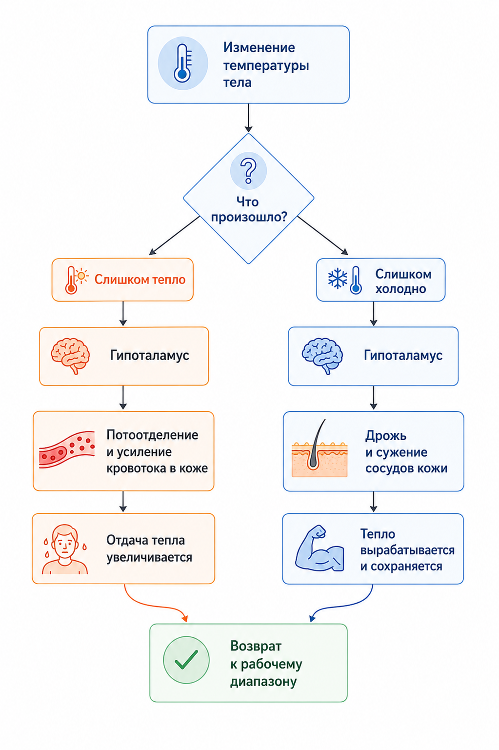 Схема: терморегуляция как пример гомеостаза