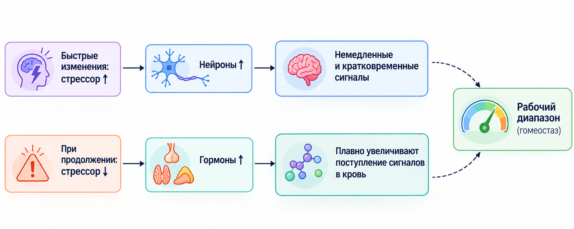 Схема: упрощённая регуляция глюкозы